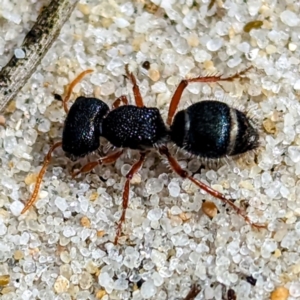 Mutillidae (family) at Yambacoona, TAS - 24 Oct 2023 01:25 PM