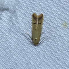 Tachystola hemisema (A Concealer moth) at QPRC LGA - 24 Oct 2023 by SteveBorkowskis