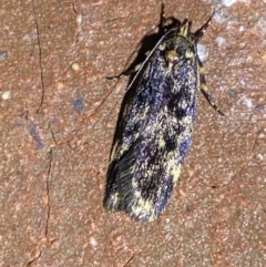 Barea codrella (A concealer moth) at QPRC LGA - 24 Oct 2023 by SteveBorkowskis