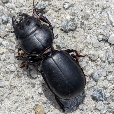 Carenum sp. (genus) (Predatory ground beetle) at Lavinia State Reserve - 24 Oct 2023 by HelenCross