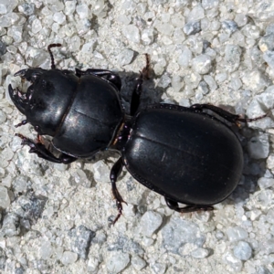 Carenum sp. (genus) at Lavinia State Reserve - 24 Oct 2023