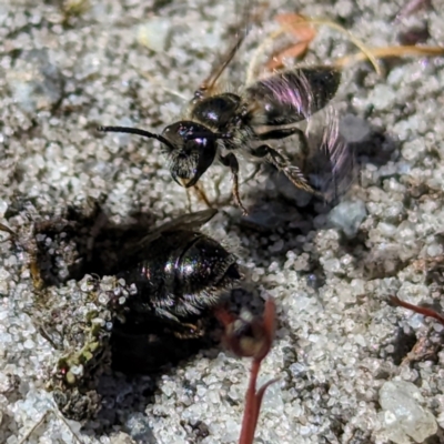 Leioproctus sp. (genus) at Egg Lagoon, TAS - 24 Oct 2023 by HelenCross