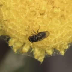 Muscoidea (super family) at Blue Devil Grassland, Umbagong Park (BDG) - 23 Oct 2023 02:12 PM