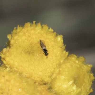 Chalcidoidea (superfamily) (A gall wasp or Chalcid wasp) at Blue Devil Grassland, Umbagong Park (BDG) - 23 Oct 2023 by kasiaaus