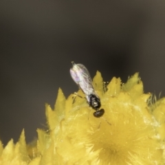 Chalcidoidea (superfamily) (A gall wasp or Chalcid wasp) at Blue Devil Grassland, Umbagong Park (BDG) - 23 Oct 2023 by kasiaaus