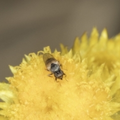 Muscoidea (super family) at Blue Devil Grassland, Umbagong Park (BDG) - 23 Oct 2023 by kasiaaus