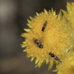 Muscoidea (super family) at Blue Devil Grassland, Umbagong Park (BDG) - 23 Oct 2023