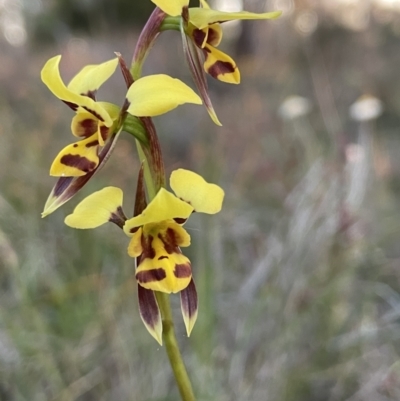 Diuris sulphurea (Tiger Orchid) at Majura, ACT - 23 Oct 2023 by JaneR