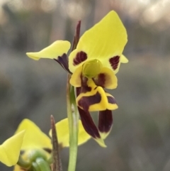 Diuris sulphurea at Majura, ACT - suppressed