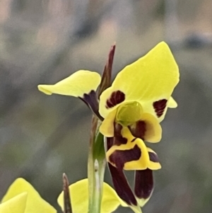 Diuris sulphurea at Majura, ACT - suppressed