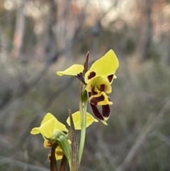 Diuris sulphurea at Majura, ACT - suppressed