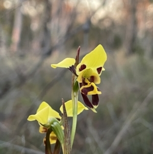 Diuris sulphurea at Majura, ACT - suppressed