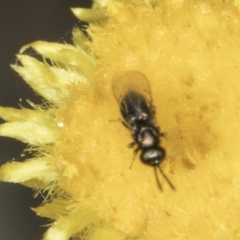 Lasioglossum (Homalictus) sphecodoides (Furrow Bee) at Blue Devil Grassland, Umbagong Park (BDG) - 23 Oct 2023 by kasiaaus