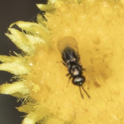 Lasioglossum (Homalictus) sphecodoides (Furrow Bee) at Blue Devil Grassland, Umbagong Park (BDG) - 23 Oct 2023 by kasiaaus