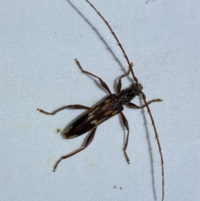 Coptocercus rubripes (Rubripes longhorn beetle) at QPRC LGA - 24 Oct 2023 by SteveBorkowskis