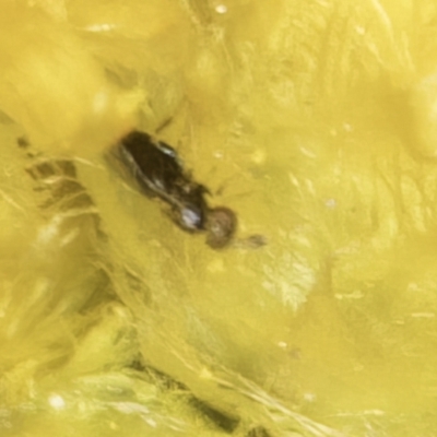 Lasioglossum (Homalictus) sphecodoides (Furrow Bee) at Latham, ACT - 23 Oct 2023 by kasiaaus