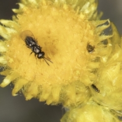 Lasioglossum (Homalictus) sphecodoides at Blue Devil Grassland, Umbagong Park (BDG) - 23 Oct 2023