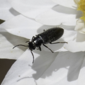 Dasytinae (subfamily) at Latham, ACT - 23 Oct 2023