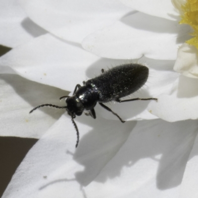 Dasytinae (subfamily) (Soft-winged flower beetle) at Blue Devil Grassland, Umbagong Park (BDG) - 23 Oct 2023 by kasiaaus