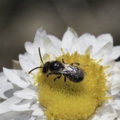 Lasioglossum (Chilalictus) sp. (genus & subgenus) (Halictid bee) at Blue Devil Grassland, Umbagong Park (BDG) - 23 Oct 2023 by kasiaaus