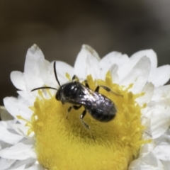 Lasioglossum (Chilalictus) sp. (genus & subgenus) at Latham, ACT - 23 Oct 2023