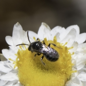 Lasioglossum (Chilalictus) sp. (genus & subgenus) at Latham, ACT - 23 Oct 2023