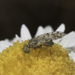 Austrotephritis sp. (genus) (Fruit fly or Seed fly) at Blue Devil Grassland, Umbagong Park (BDG) - 23 Oct 2023 by kasiaaus