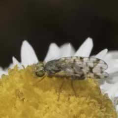 Austrotephritis sp. (genus) at Latham, ACT - 23 Oct 2023