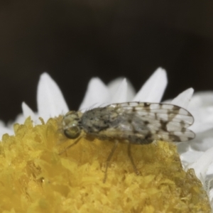 Austrotephritis sp. (genus) at Latham, ACT - 23 Oct 2023