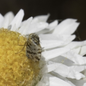 Austrotephritis sp. (genus) at Latham, ACT - 23 Oct 2023