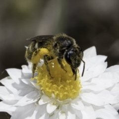 Lasioglossum (Chilalictus) sp. (genus & subgenus) (Halictid bee) at Blue Devil Grassland, Umbagong Park (BDG) - 23 Oct 2023 by kasiaaus