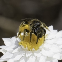 Lasioglossum (Chilalictus) sp. (genus & subgenus) at Latham, ACT - 23 Oct 2023 02:33 PM