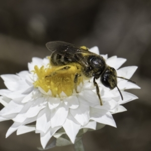 Lasioglossum (Chilalictus) sp. (genus & subgenus) at Latham, ACT - 23 Oct 2023