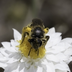 Lasioglossum (Chilalictus) sp. (genus & subgenus) at Latham, ACT - 23 Oct 2023 02:33 PM