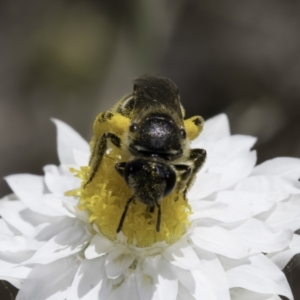 Lasioglossum (Chilalictus) sp. (genus & subgenus) at Latham, ACT - 23 Oct 2023 02:33 PM