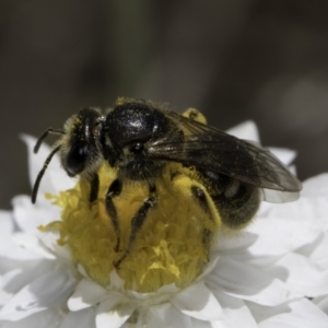 Lasioglossum (Chilalictus) sp. (genus & subgenus) at Latham, ACT - 23 Oct 2023 02:33 PM