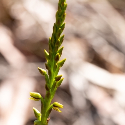 Prasophyllum flavum (Yellow Leek Orchid) at Wingecarribee Local Government Area - 24 Oct 2023 by Aussiegall