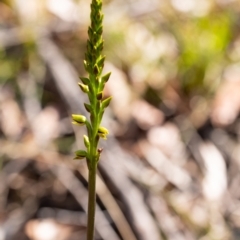 Prasophyllum flavum at Penrose, NSW - 24 Oct 2023