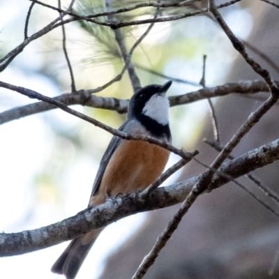 Pachycephala rufiventris (Rufous Whistler) at Wingecarribee Local Government Area - 24 Oct 2023 by Aussiegall