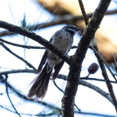 Rhipidura albiscapa (Grey Fantail) at Wingecarribee Local Government Area - 24 Oct 2023 by Aussiegall