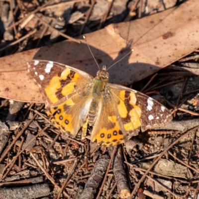 Vanessa kershawi (Australian Painted Lady) at Wingecarribee Local Government Area - 24 Oct 2023 by Aussiegall