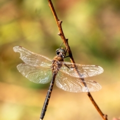 Hemicordulia tau (Tau Emerald) at Penrose, NSW - 24 Oct 2023 by Aussiegall