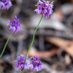 Sowerbaea juncea (Vanilla Lily) at Penrose, NSW - 24 Oct 2023 by Aussiegall