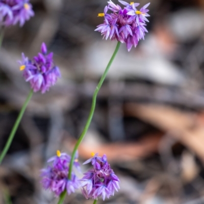 Sowerbaea juncea (Vanilla Lily) at Penrose, NSW - 24 Oct 2023 by Aussiegall