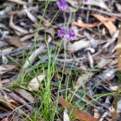 Sowerbaea juncea at Penrose, NSW - 24 Oct 2023