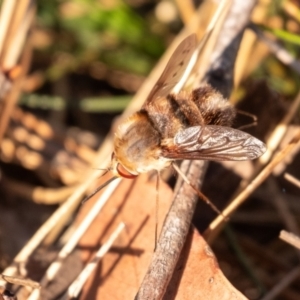 Staurostichus sp. (genus) at Penrose, NSW - 24 Oct 2023