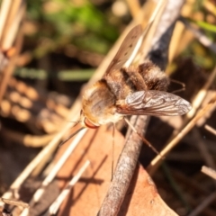 Staurostichus sp. (genus) (Unidentified Staurostichus bee fly) at Penrose - 24 Oct 2023 by Aussiegall
