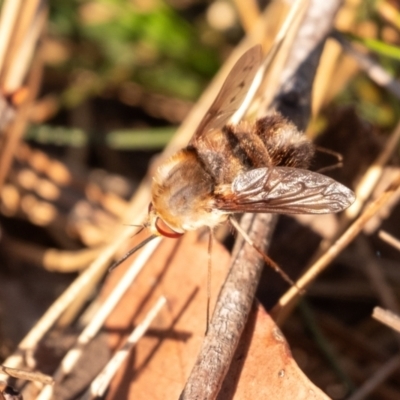 Staurostichus sp. (genus) (Unidentified Staurostichus bee fly) at Wingecarribee Local Government Area - 24 Oct 2023 by Aussiegall