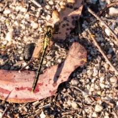 Austrogomphus guerini at Penrose, NSW - 24 Oct 2023 by Aussiegall