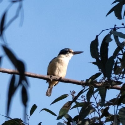 Todiramphus sanctus (Sacred Kingfisher) at Penrose - 24 Oct 2023 by Aussiegall